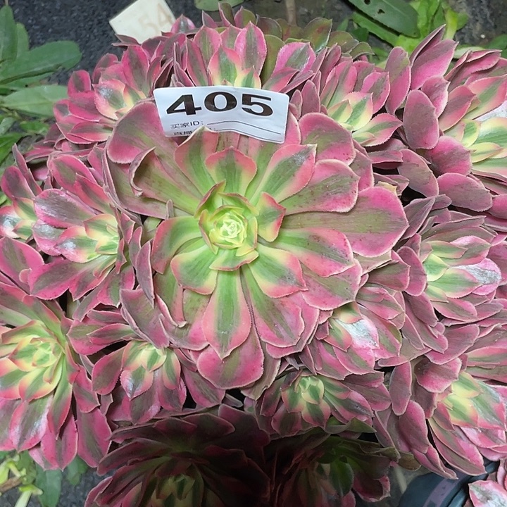 405女妖法师3-15花