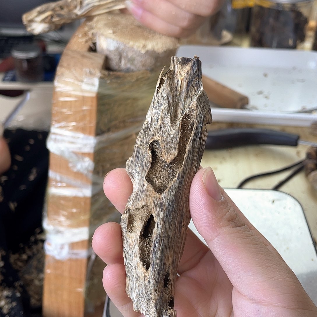 木绿奇楠原材料虫漏10克