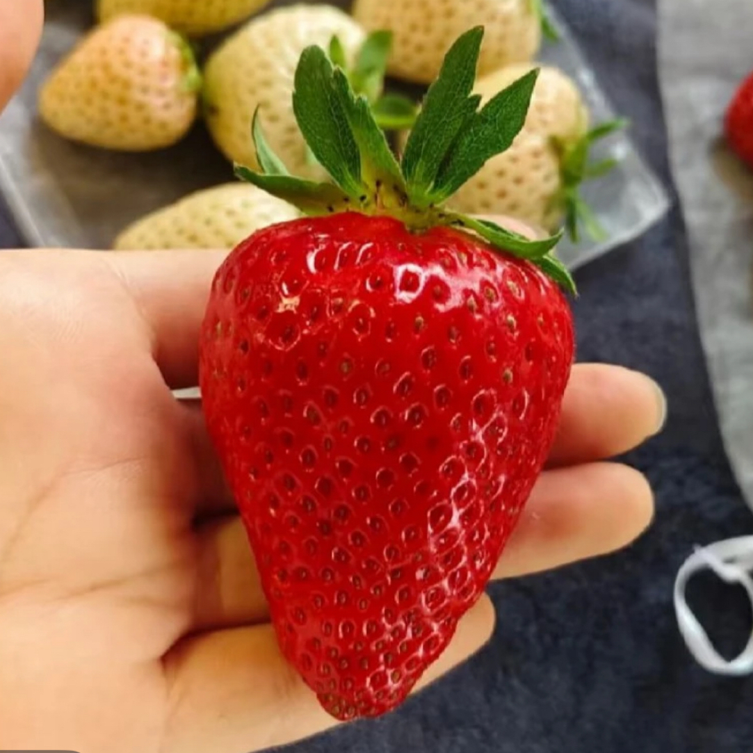 香到心坎【雪沁香草莓】原盆原土适合南北方室内阳台种植