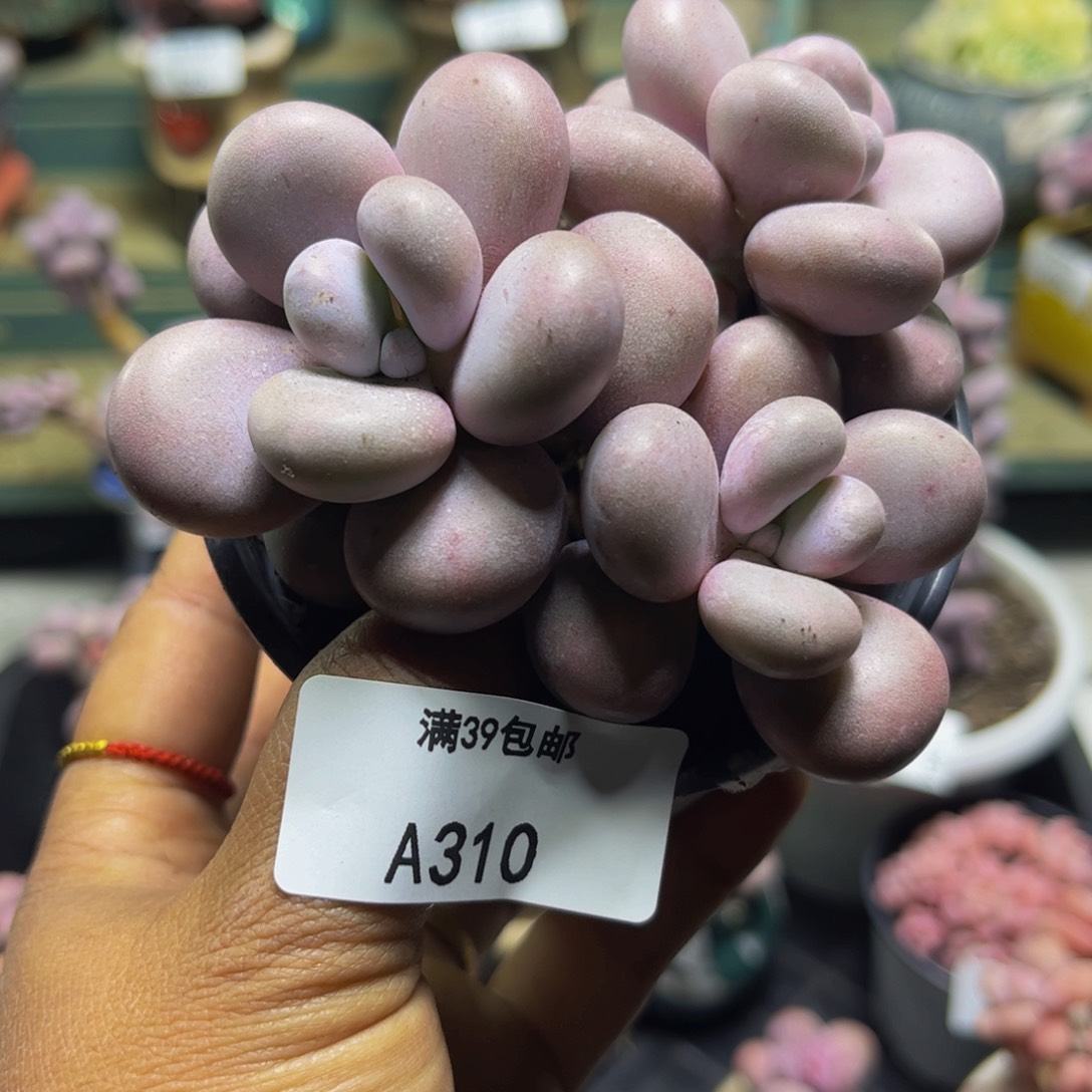 芭比奶3头/8cm多肉