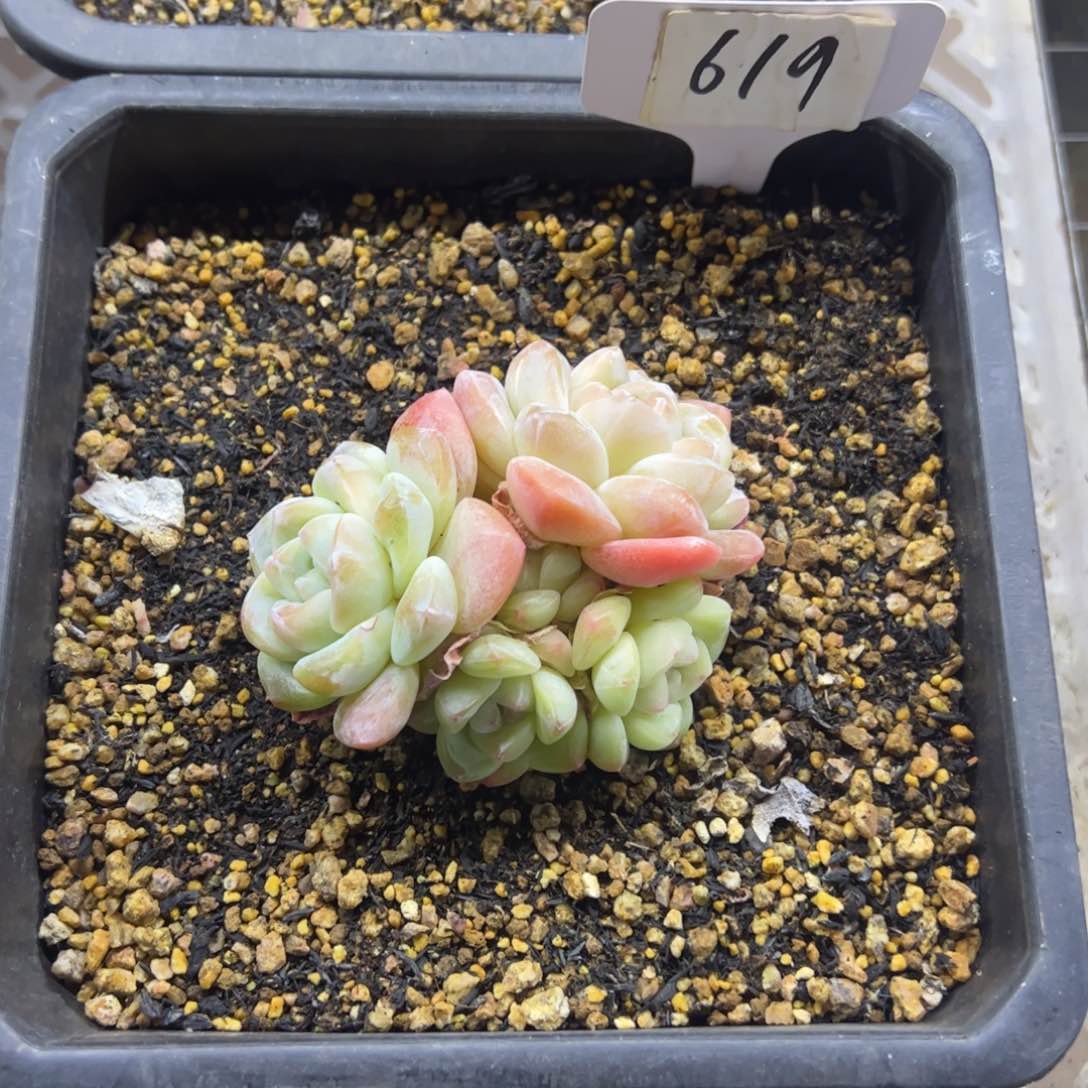 红陶6619号多肉植物