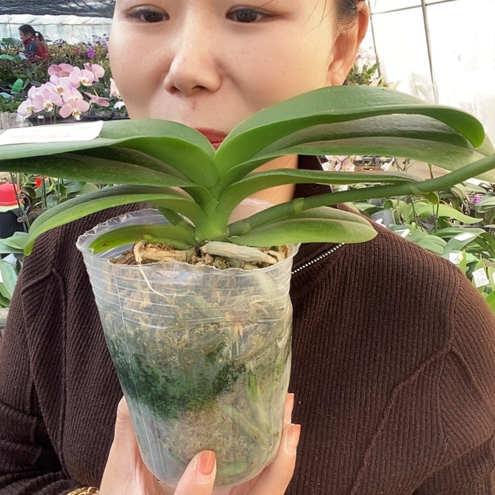 无花朵小蓝蝴蝶兰