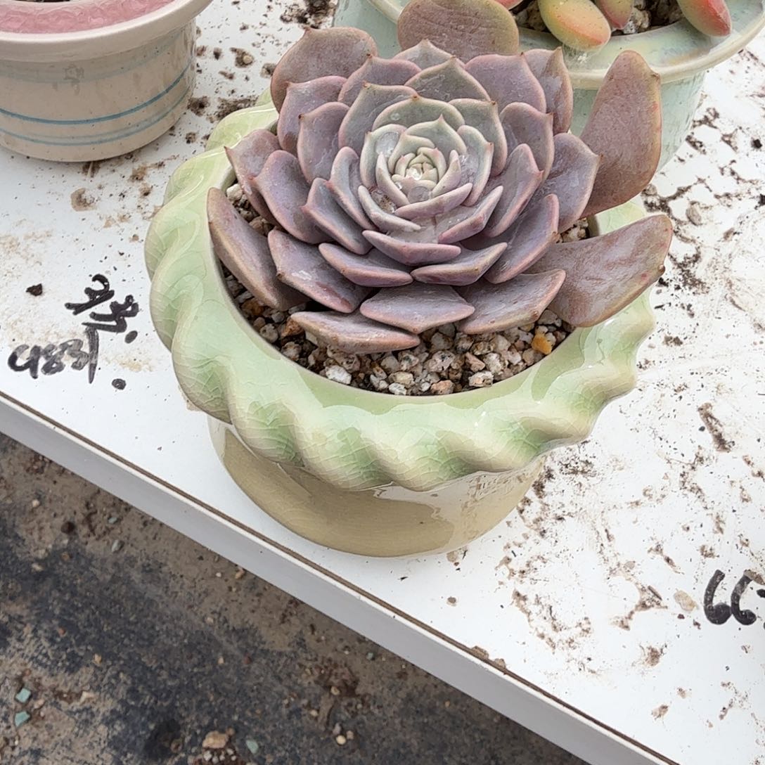 粉蝶带盆多肉最新