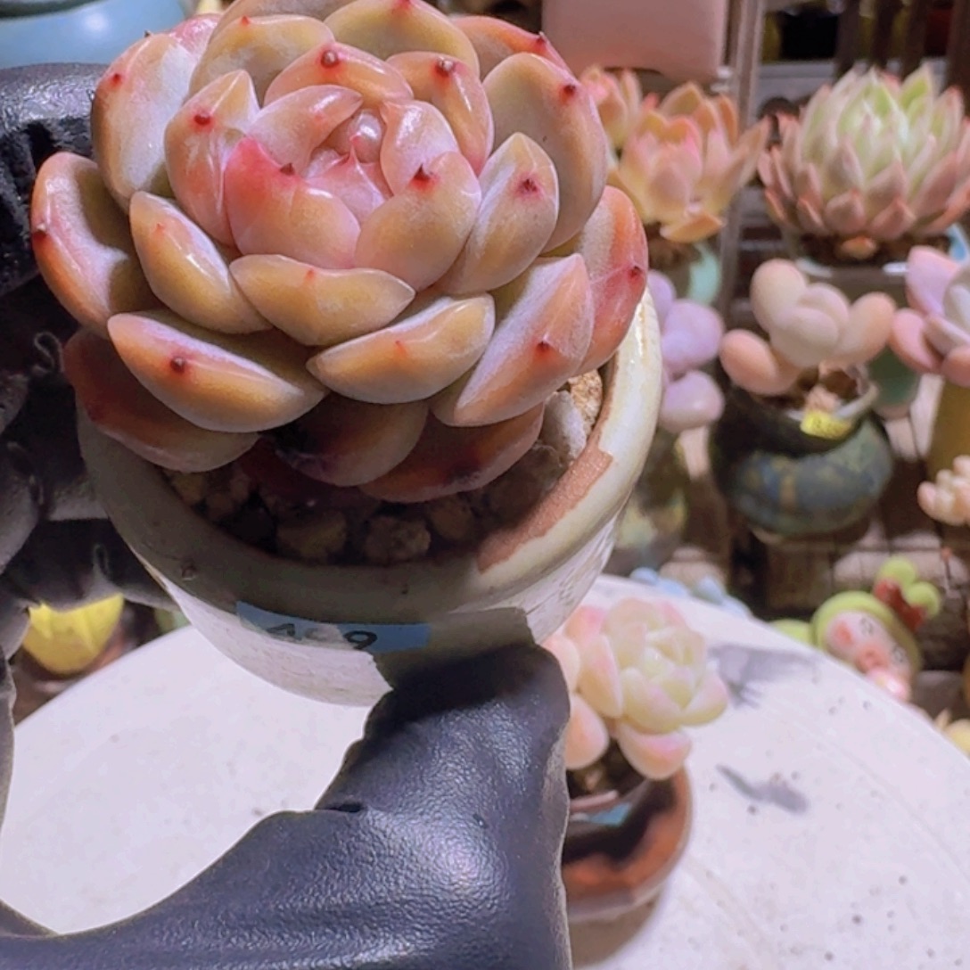 一物一拍编号499 