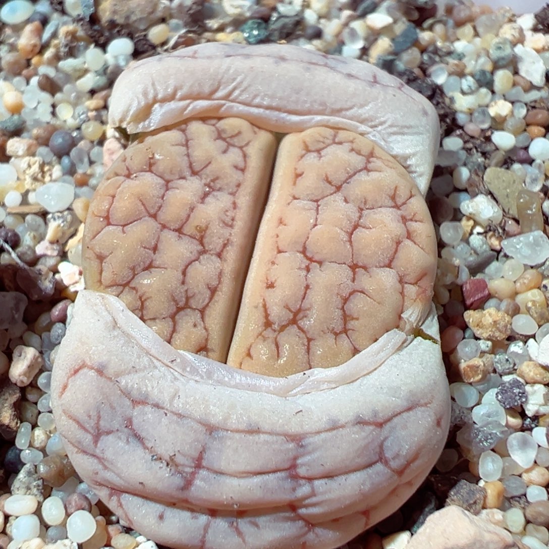 1209-271多肉多肉189荒玉