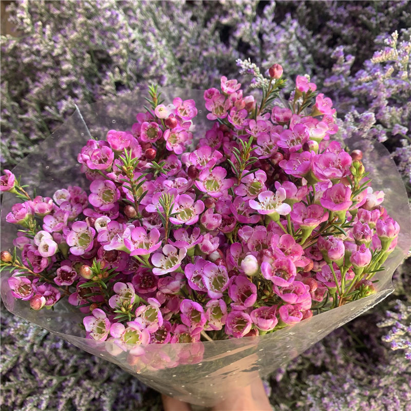 花期长款澳洲腊梅鲜花花期长好养可作家庭插花