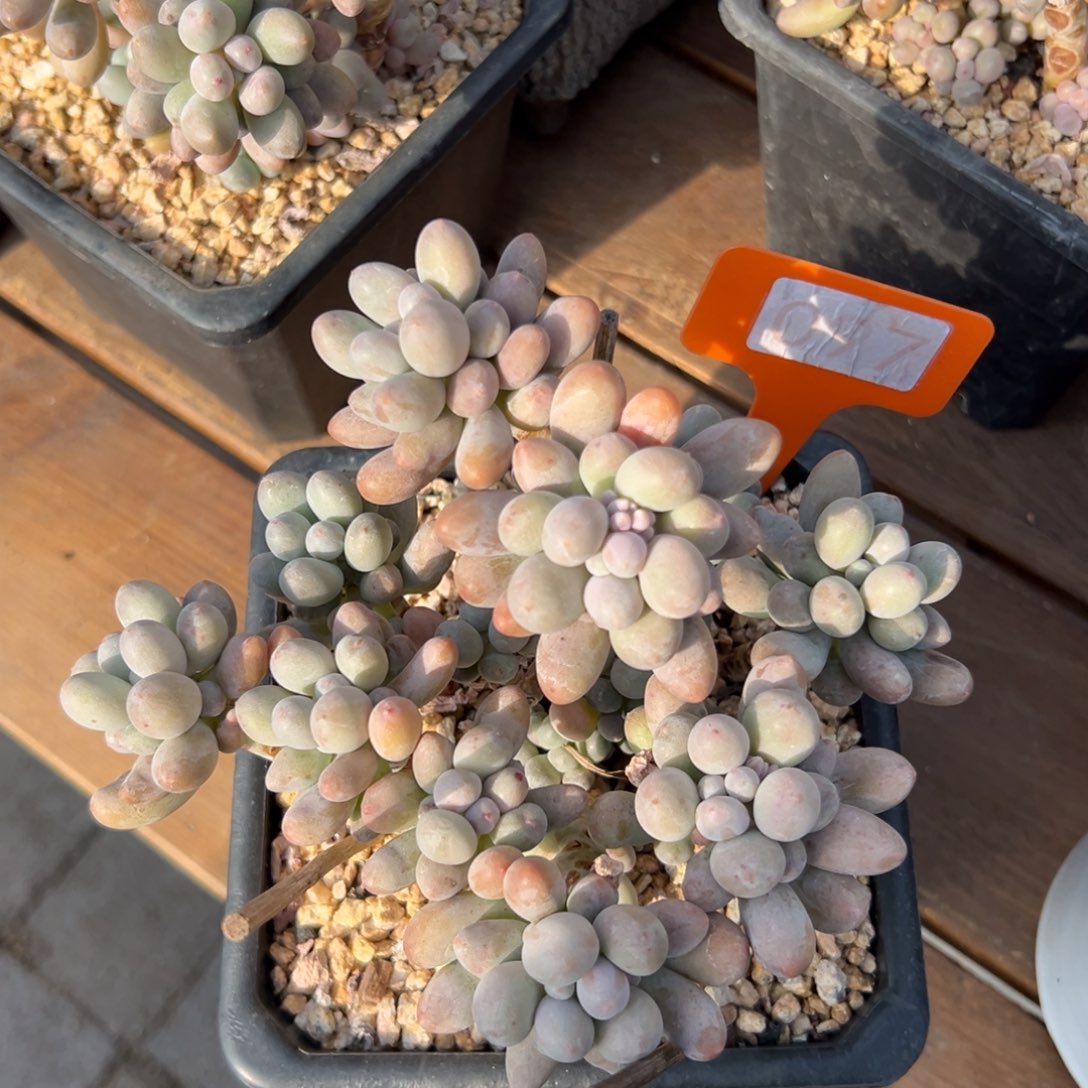 桃花奶1111111111111