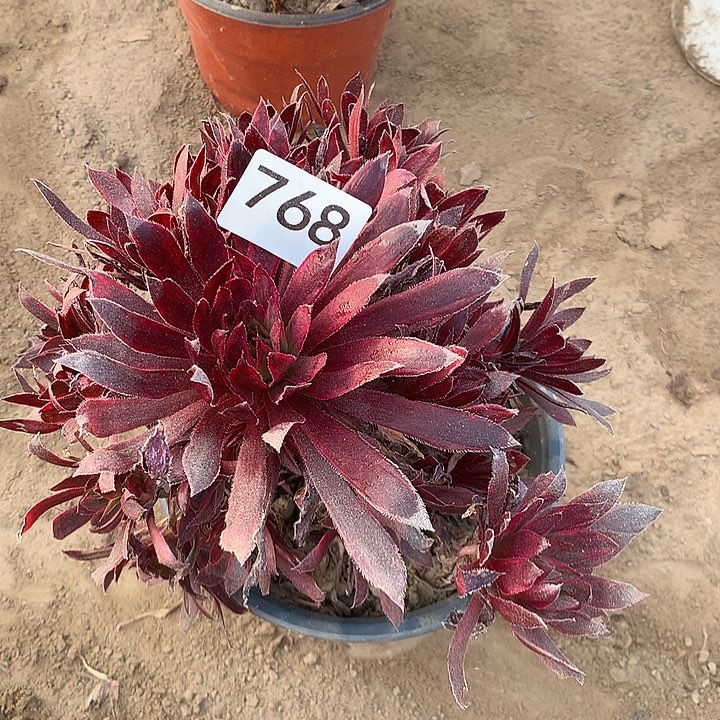 无花朵768孔雀中