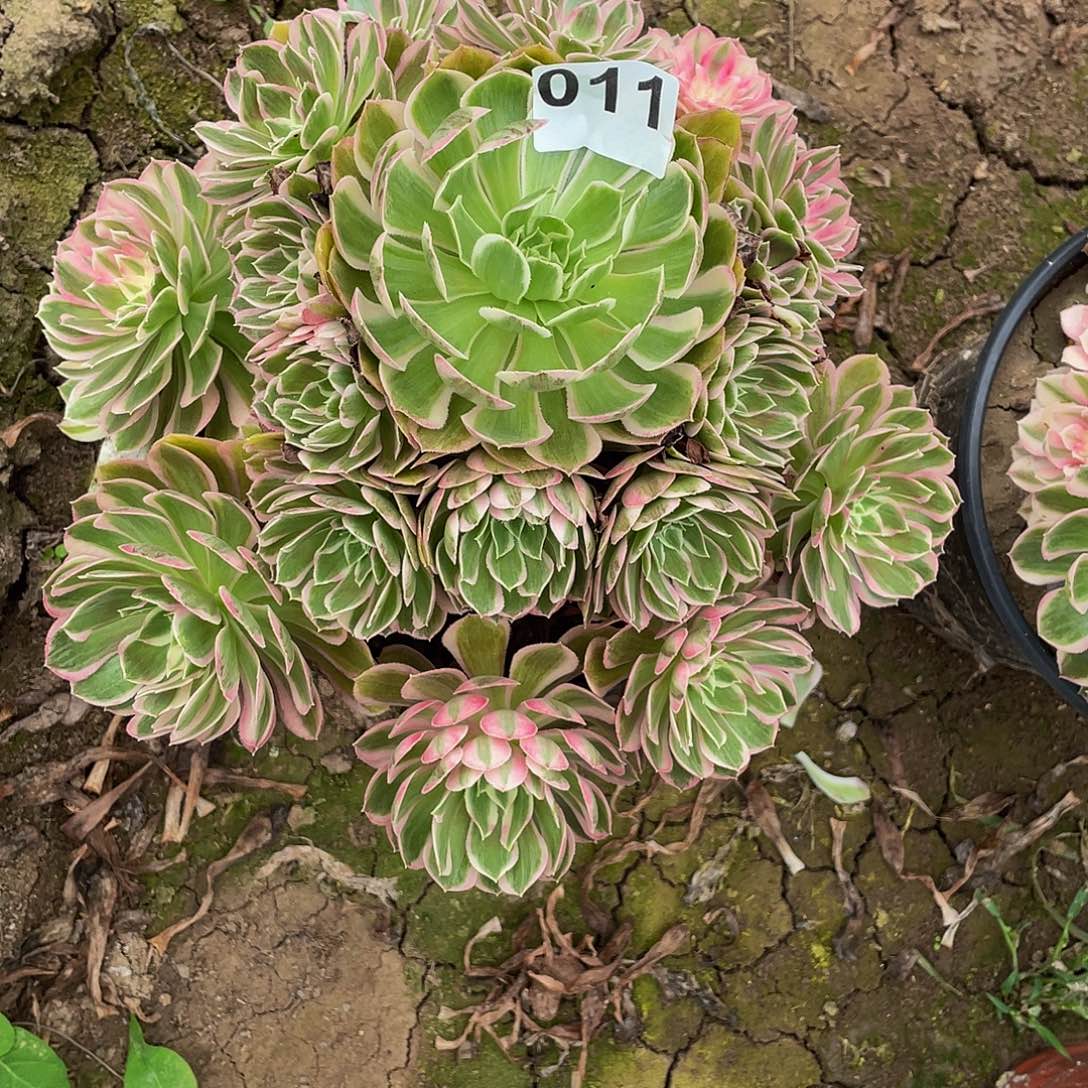 ****煜多肉法师11号孔雀翎发货不包损