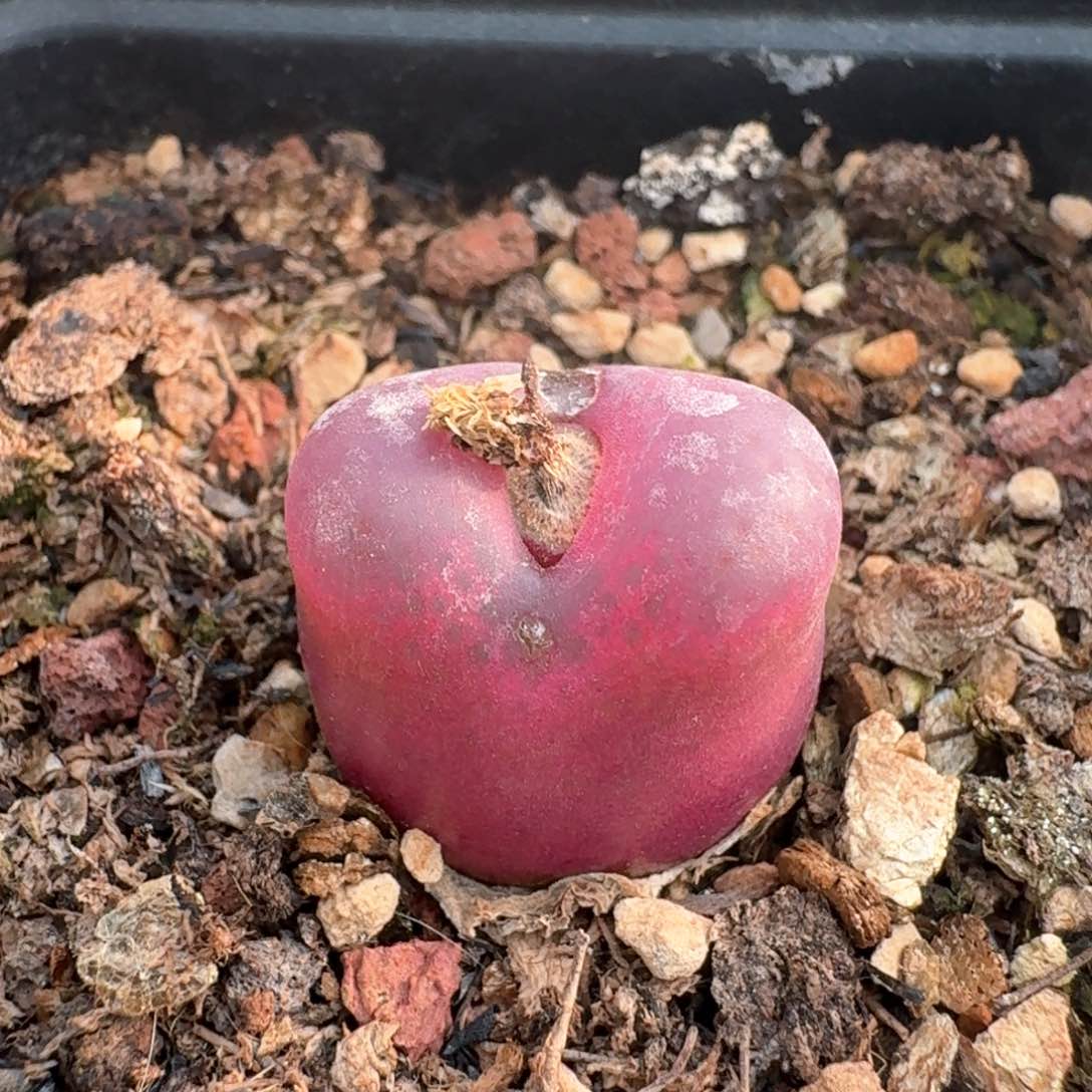 92一颗0000000000000