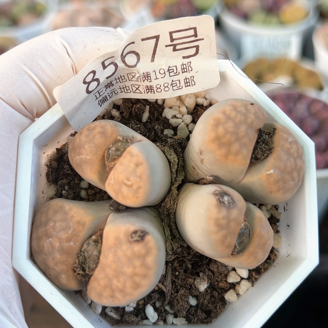 好养易活生石花大母本8567