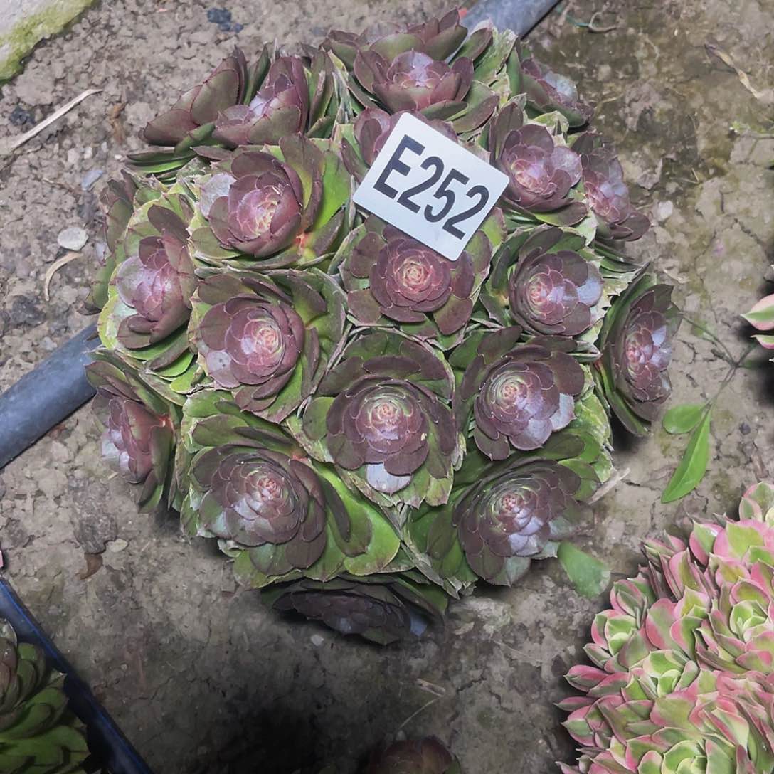 万圣节14-15包邮法师