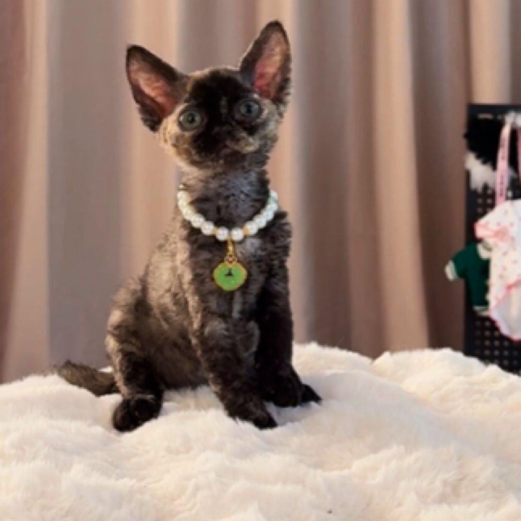 德文卷毛猫稀有色玳瑁色妹妹