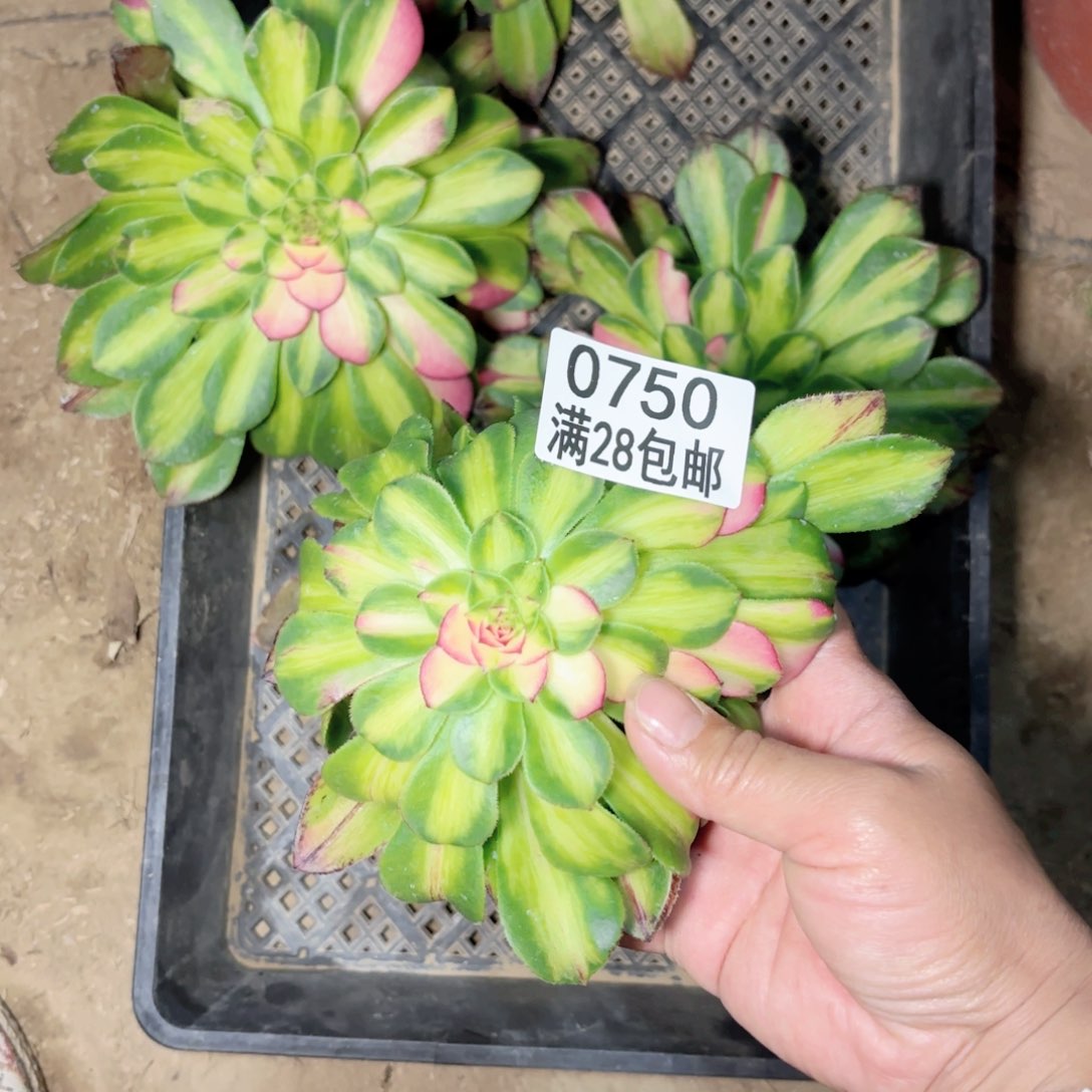 A. 0750知否无根多肉