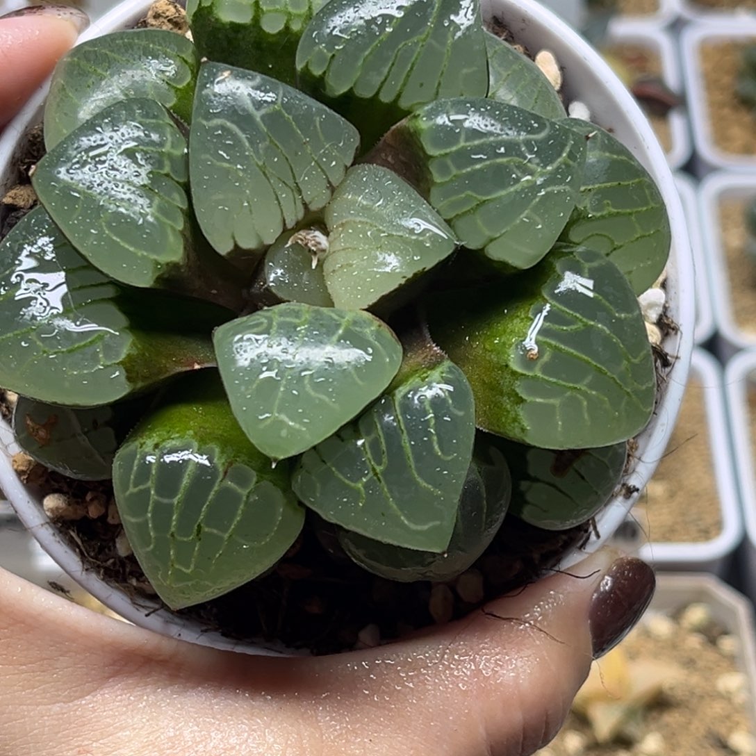 快***我33水晶葡萄克福利专场