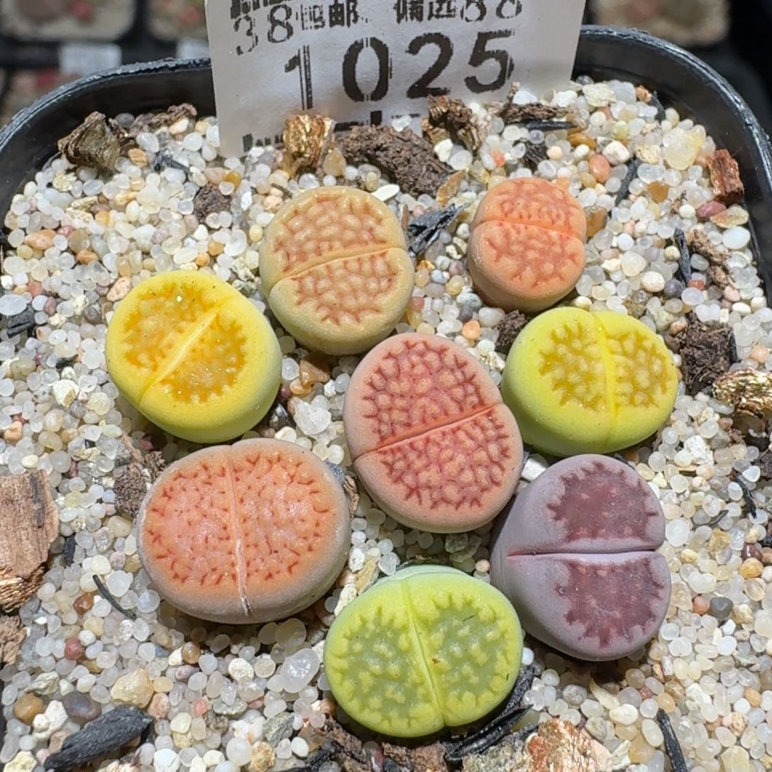 zzz好可爱的生石花1025