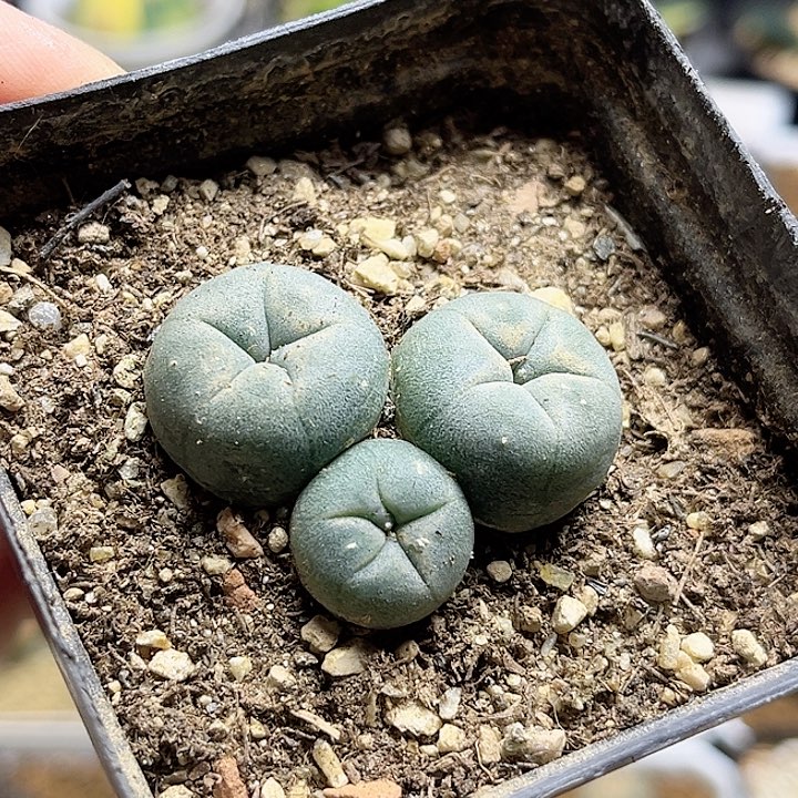 海鲜群3.3公分实生