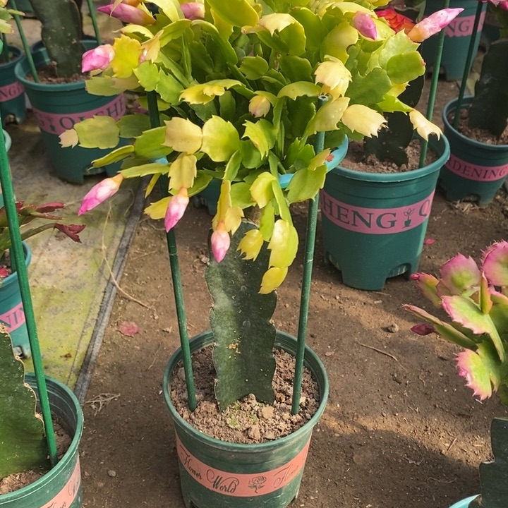 摩***羯完全开放海浪锦蟹爪兰