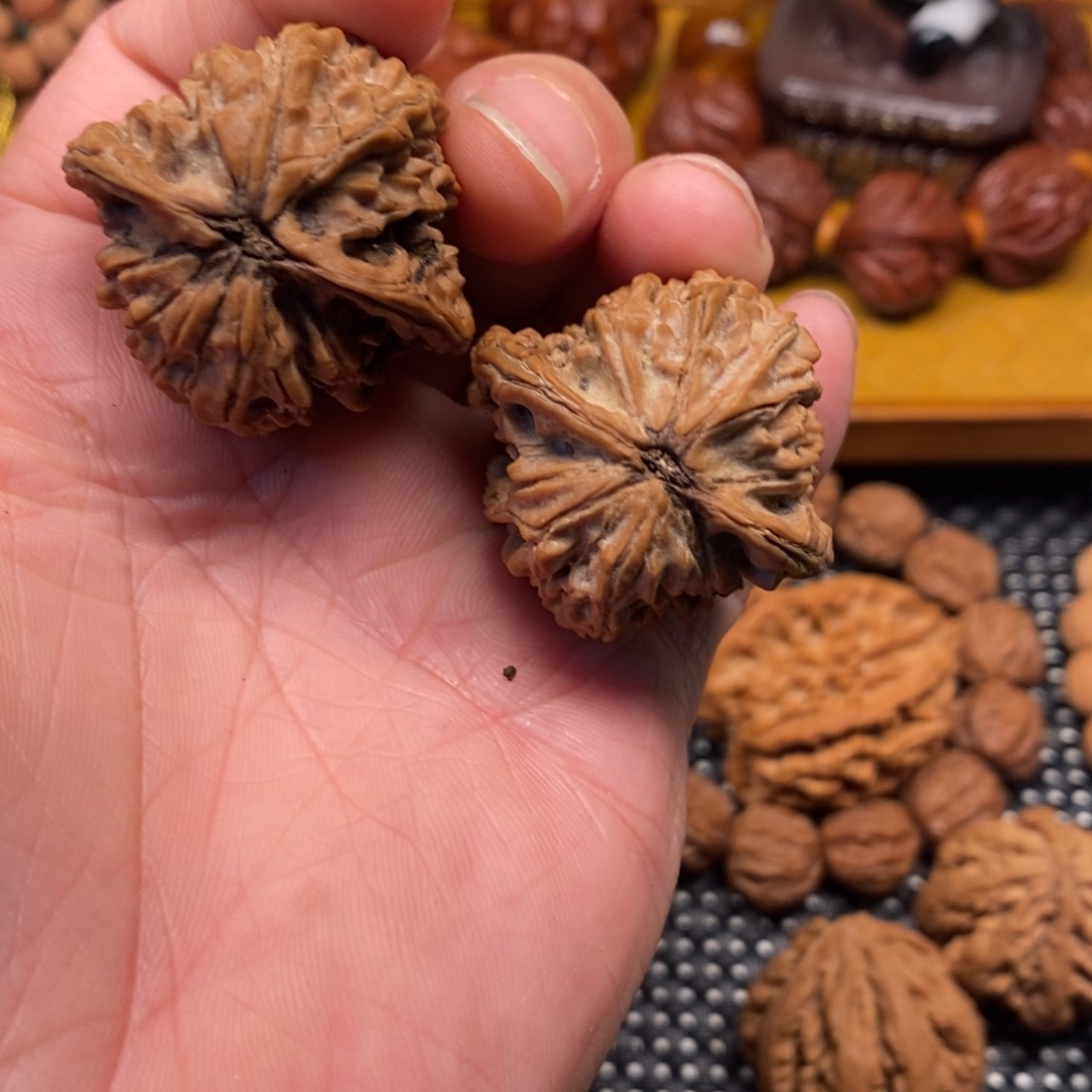 手串/手链核桃秦岭森林中发现过几株