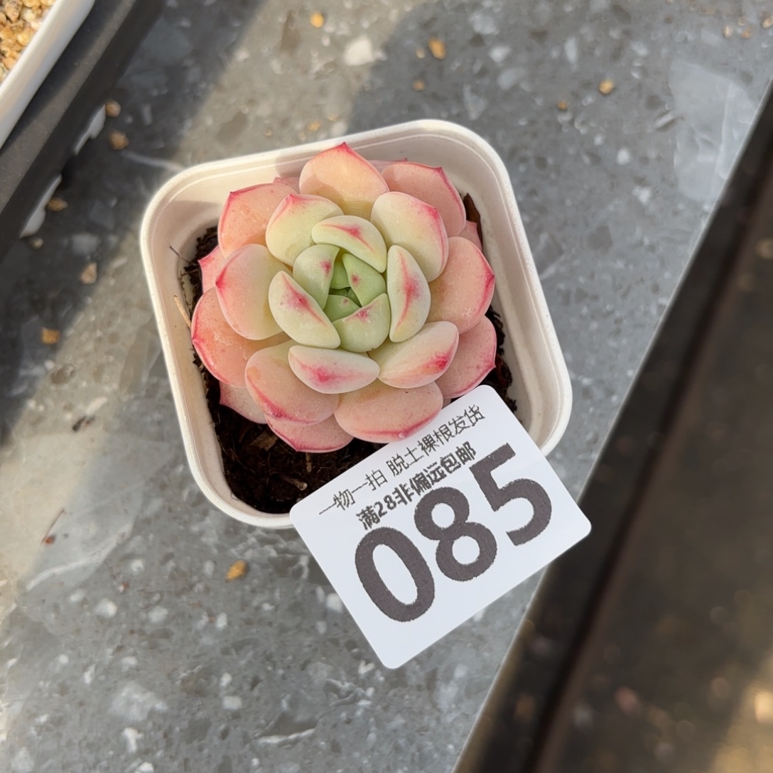 香草单头无盆土发货