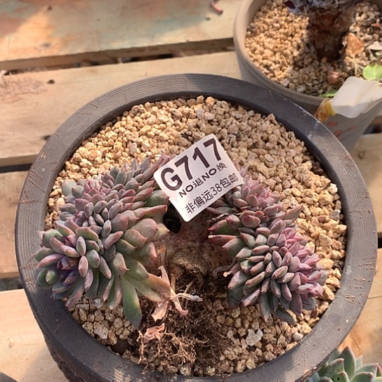 717 亏本处理退款拉黑7-8天发挥