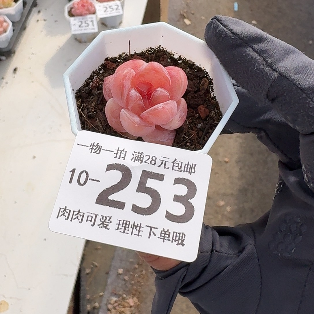 玉兔无盆土发货无盆