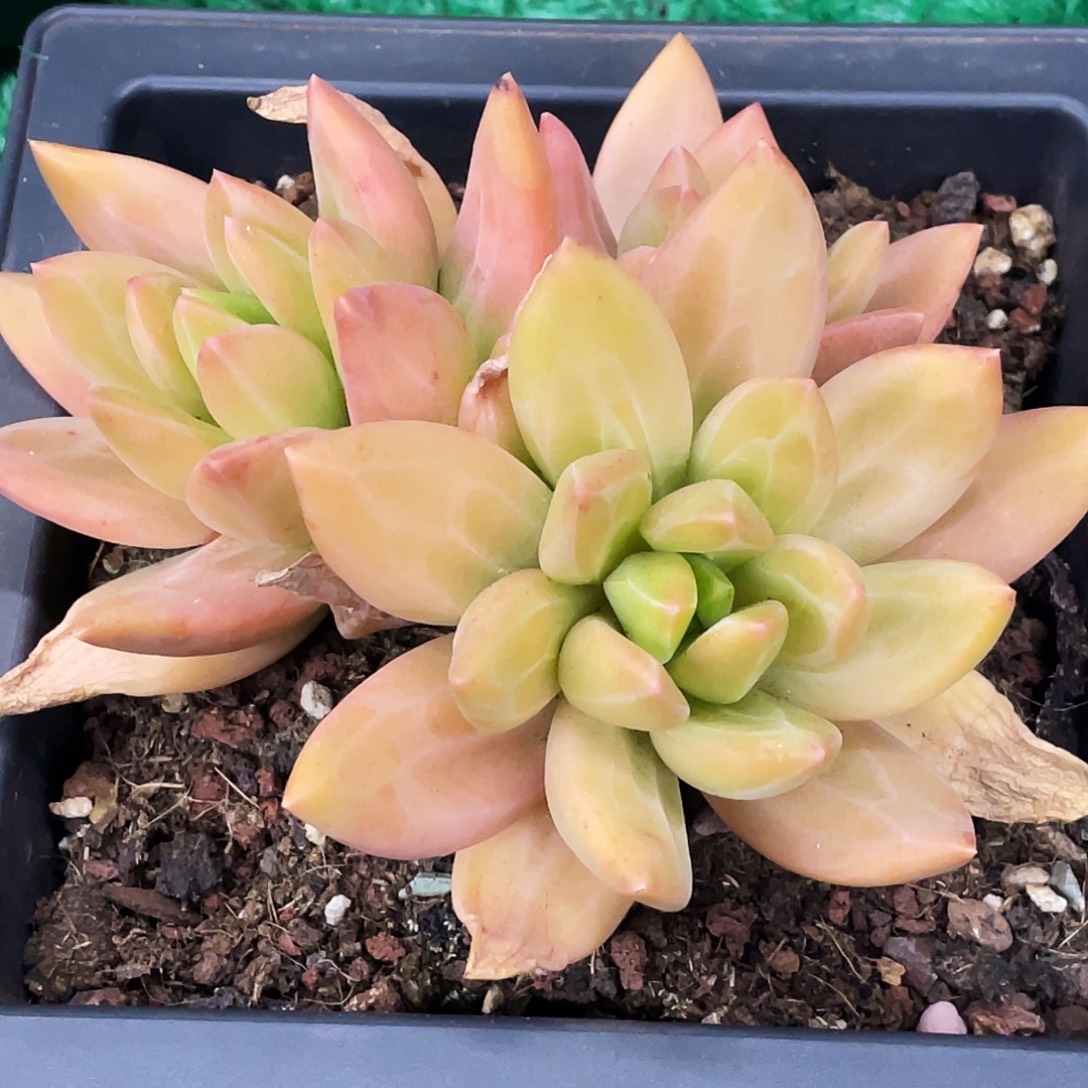 整桩无砍三头海洋之歌一颗