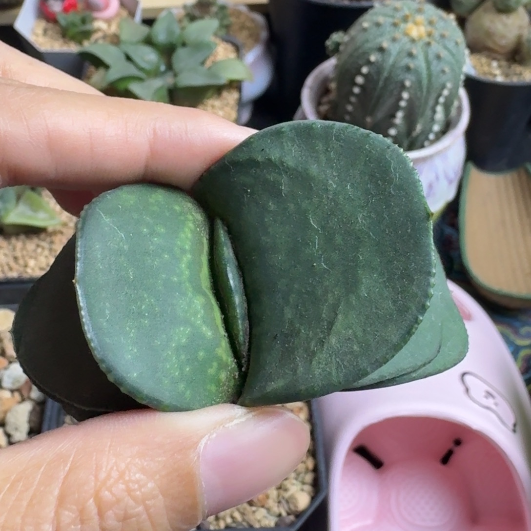 蜗牛不退不换家庭园艺植物