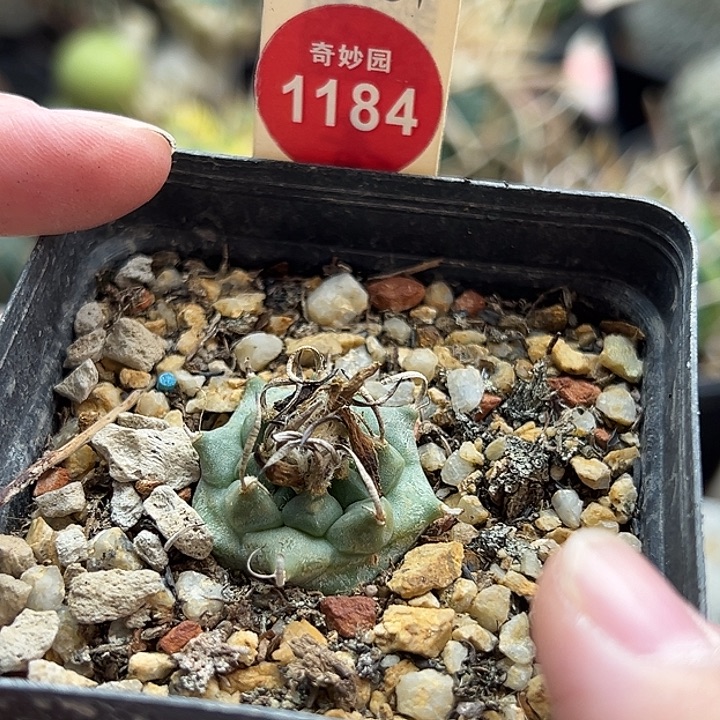 实生碳刺老娇丽一棵仙人球