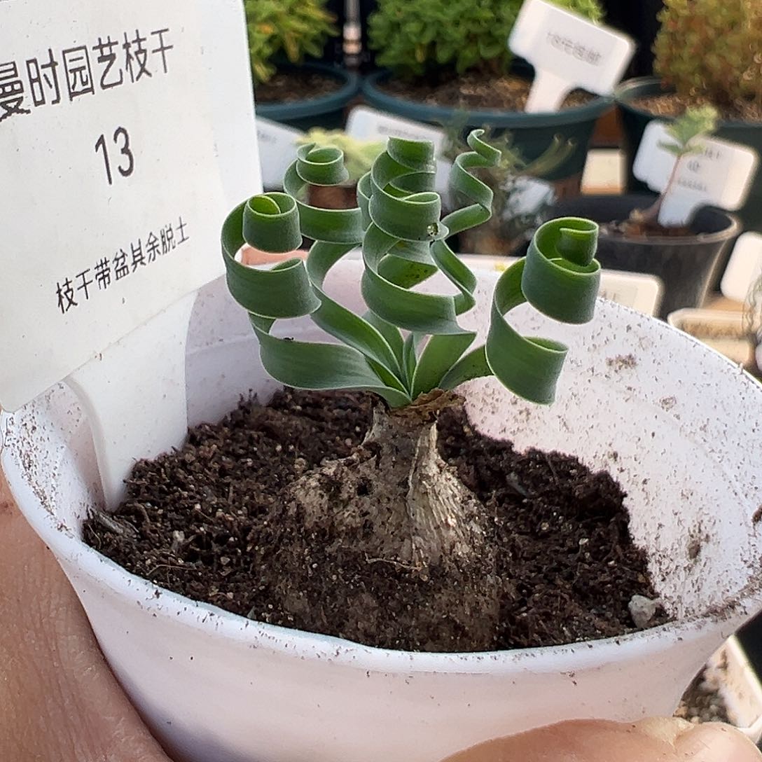 13号贵妃弹12.9多肉