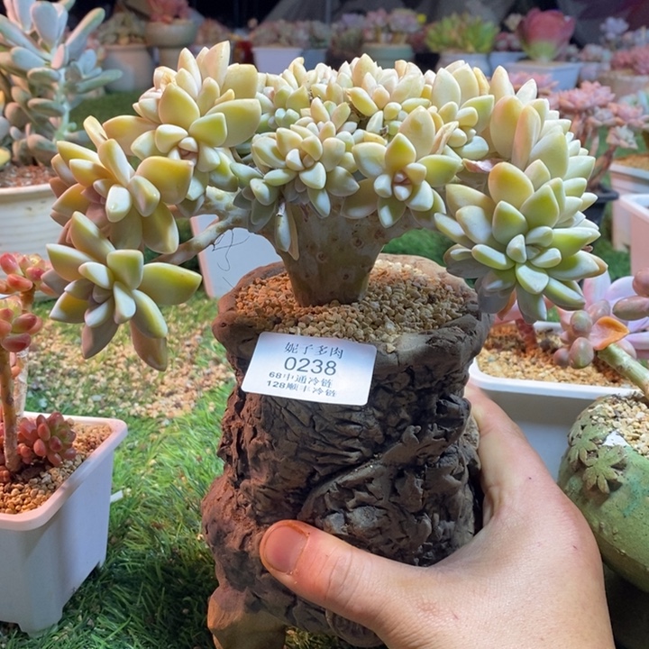 0238啊啊啊啊啊啊啊啊啊啊