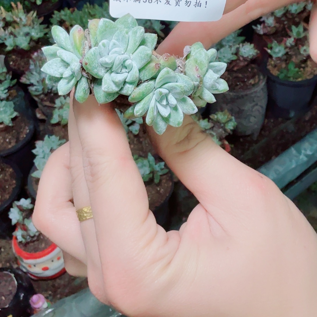 2900拇指苹果叶多肉