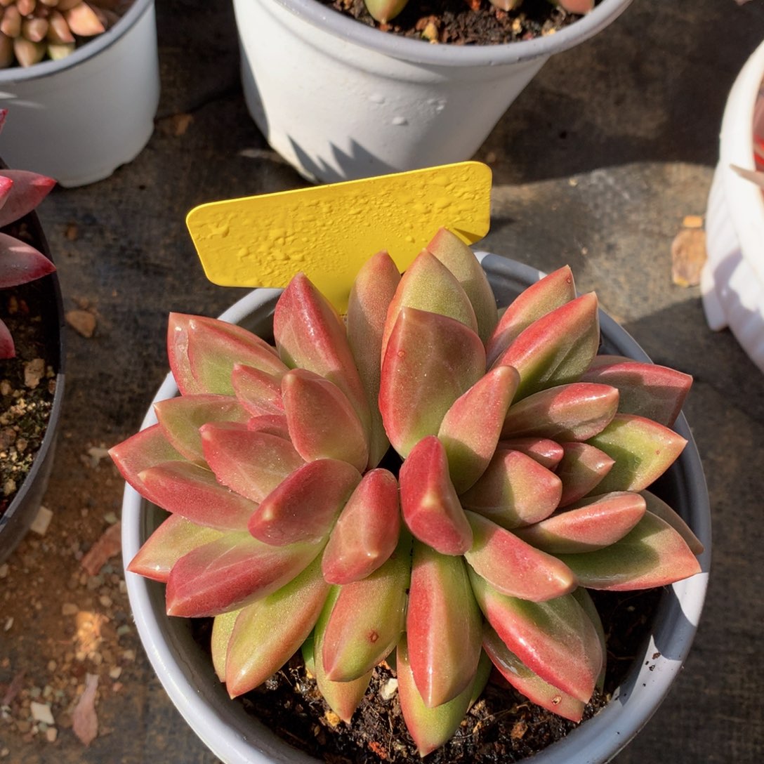 迷雾泡泡72727272828