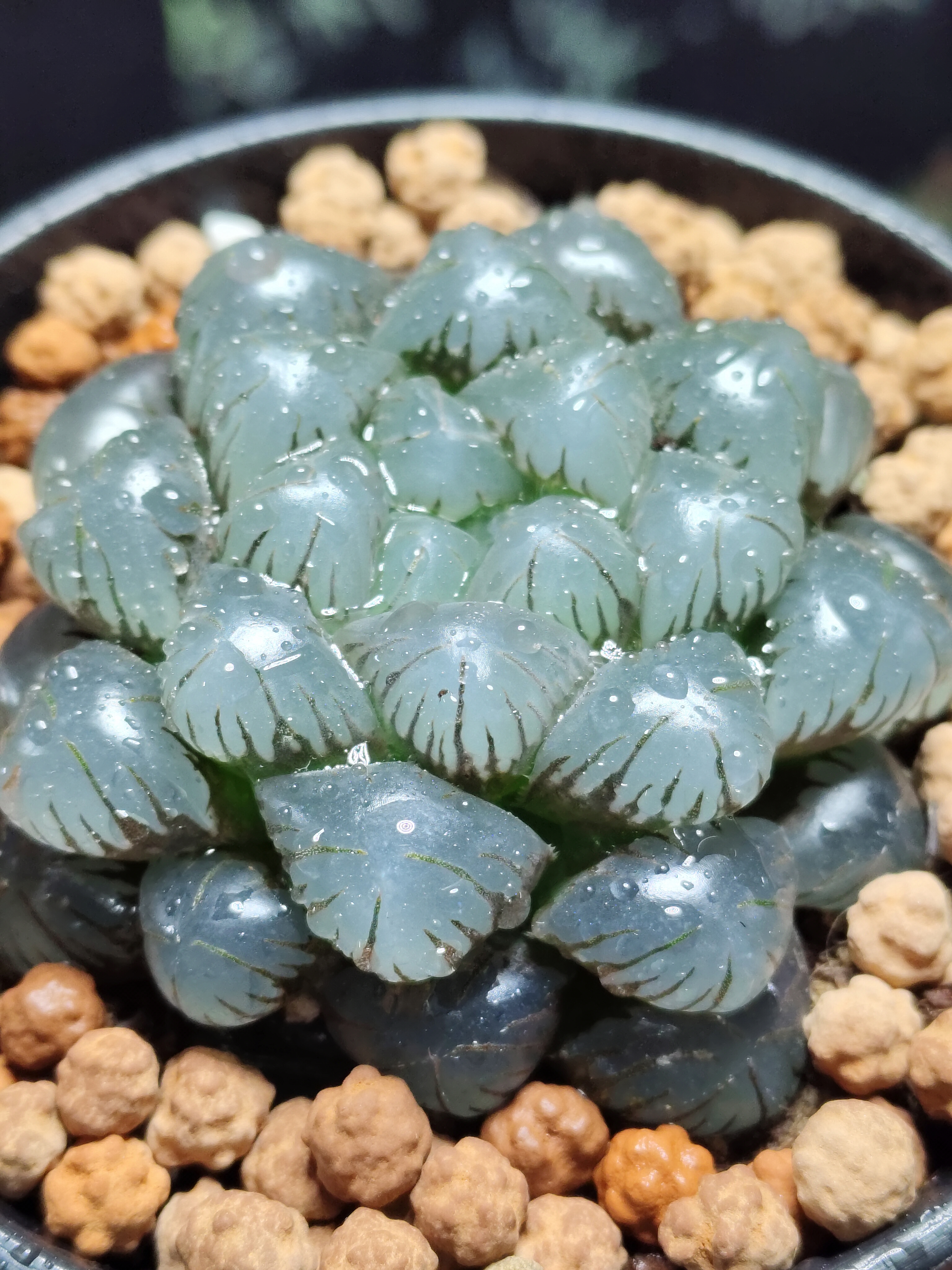 十二卷冰灯玉露室内培植耐旱花卉水晶绿植批发盆栽适合新手养殖