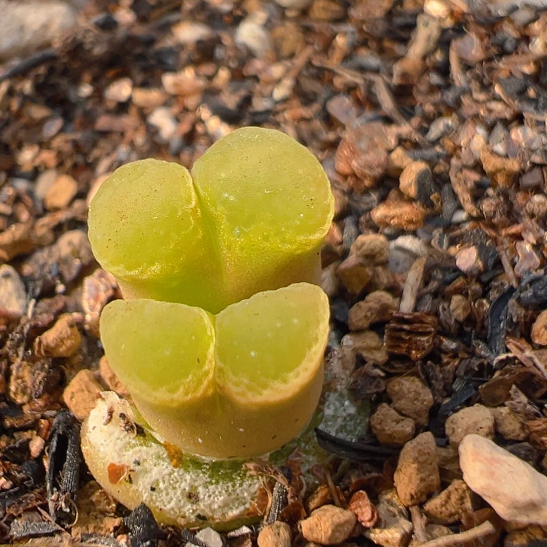32多肉植物百科樱花1453.9