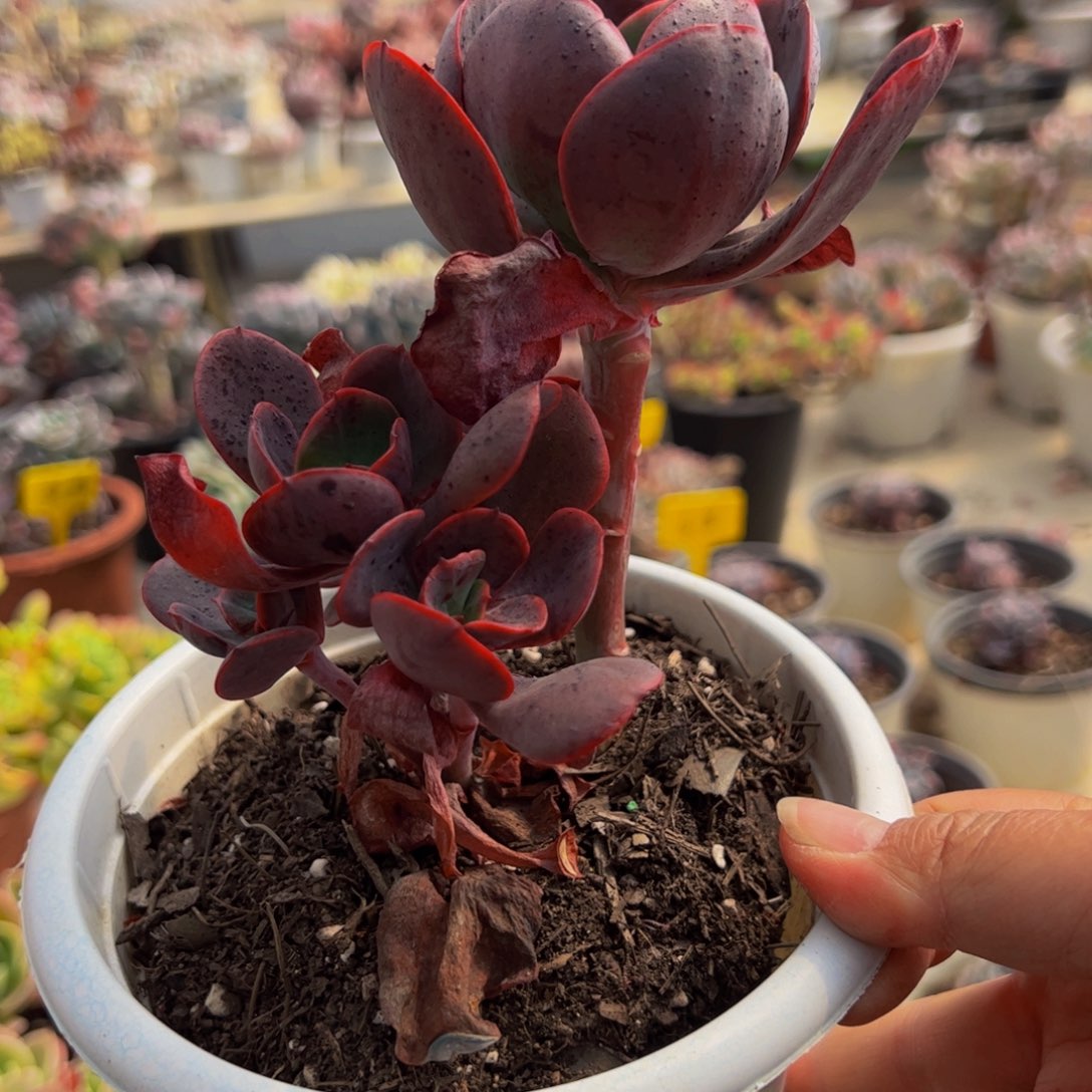 大唐玫瑰双头多肉