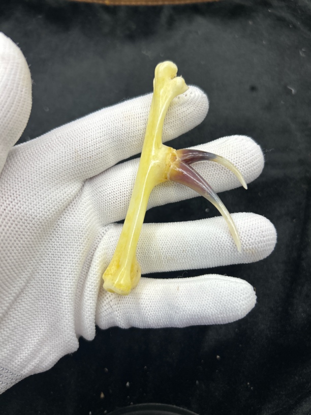 鸡爪骨鸡蹬子钥匙扣下单带油装饰手套