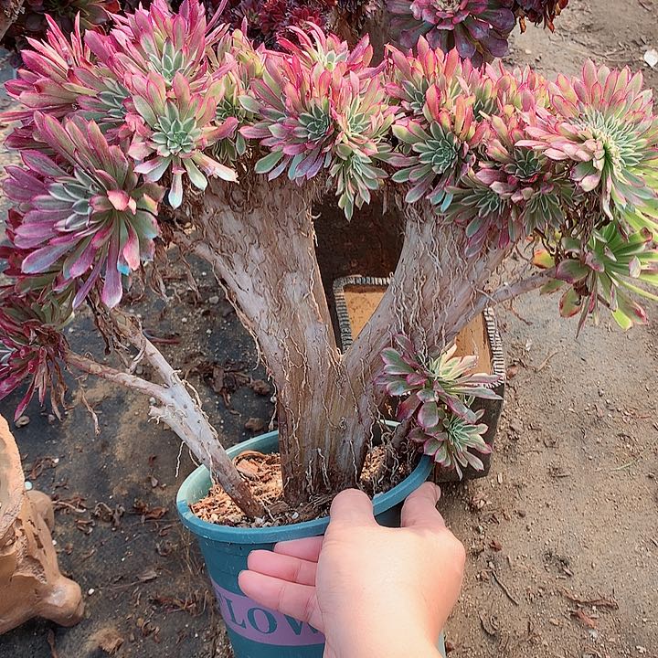 仙墨朵朵脱土发货啊