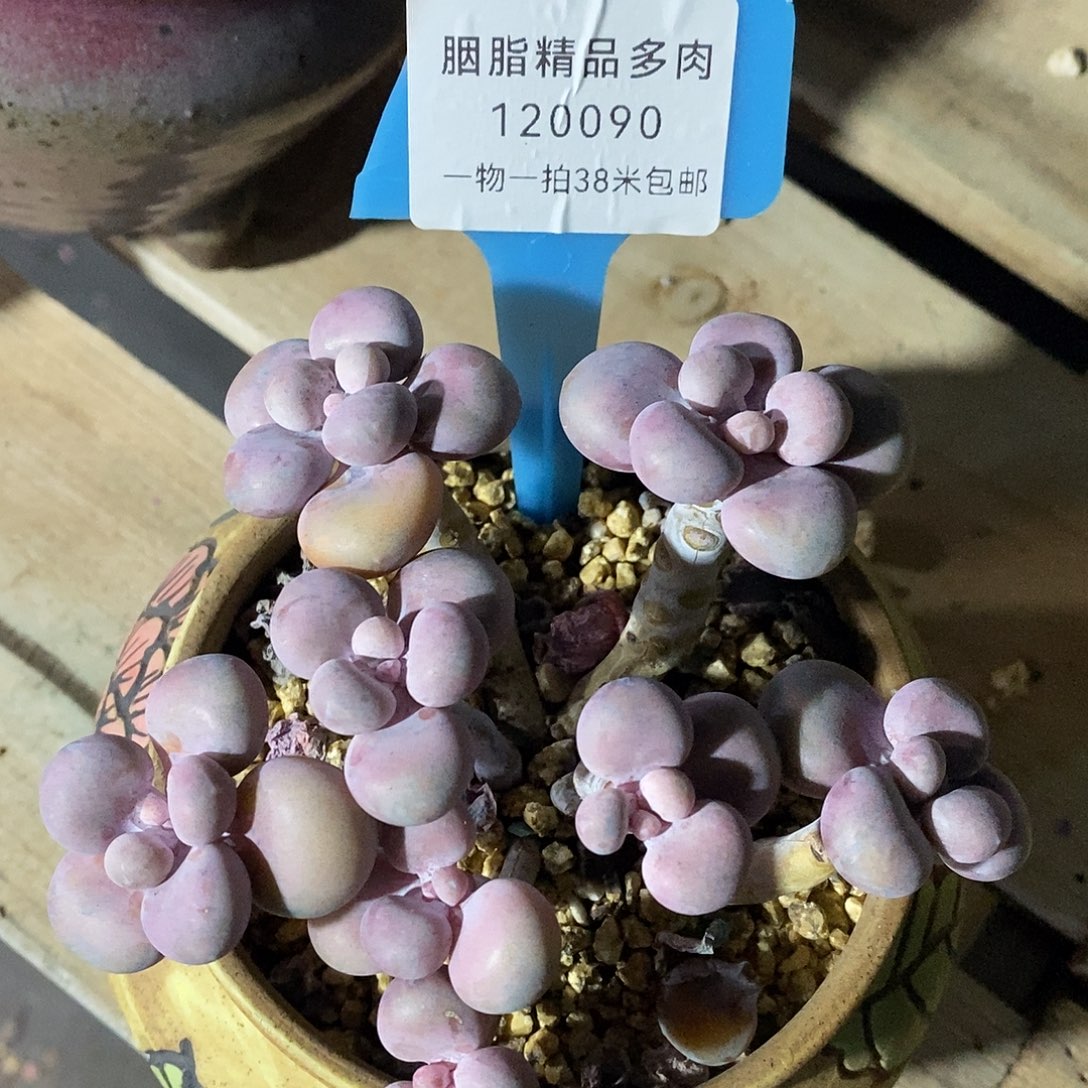 120090奥温莎哦咯