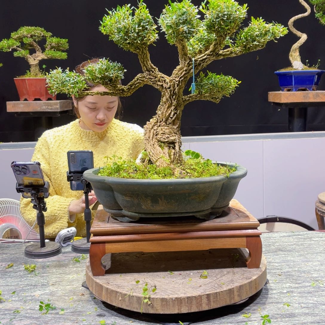 四季常青老桩黄杨盆景