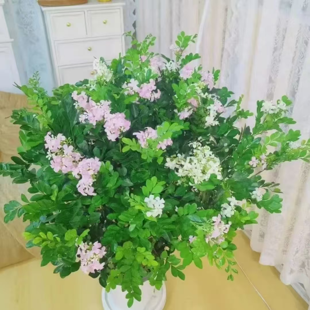 C【50-60】九里香盆栽绿植盆栽浓香型客厅阳台室内外驱蚊驱虫植物