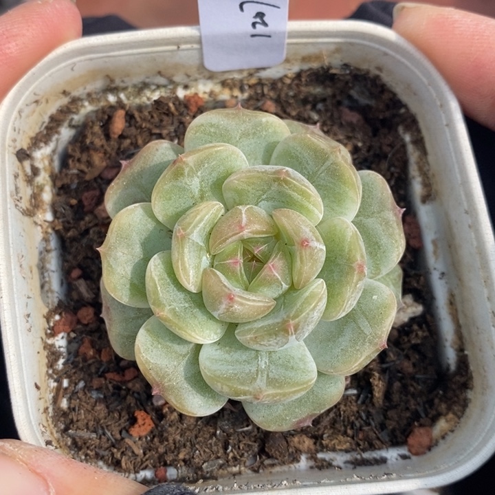 1207-599，白恋多肉