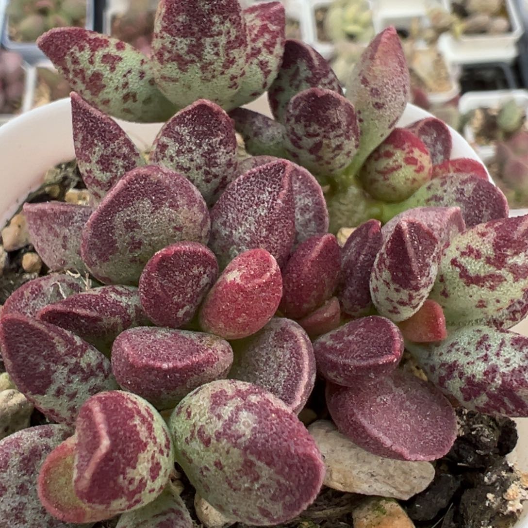 艾薇多头纯木质桩多肉