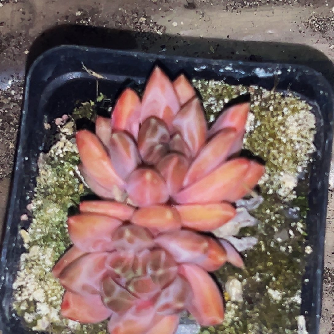 桔云多肉美人精品系列