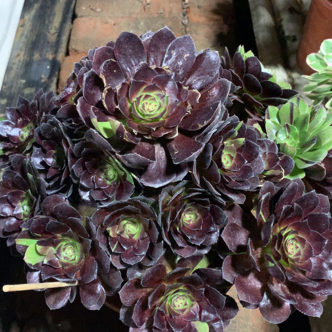 花花公子，叶片有晒伤