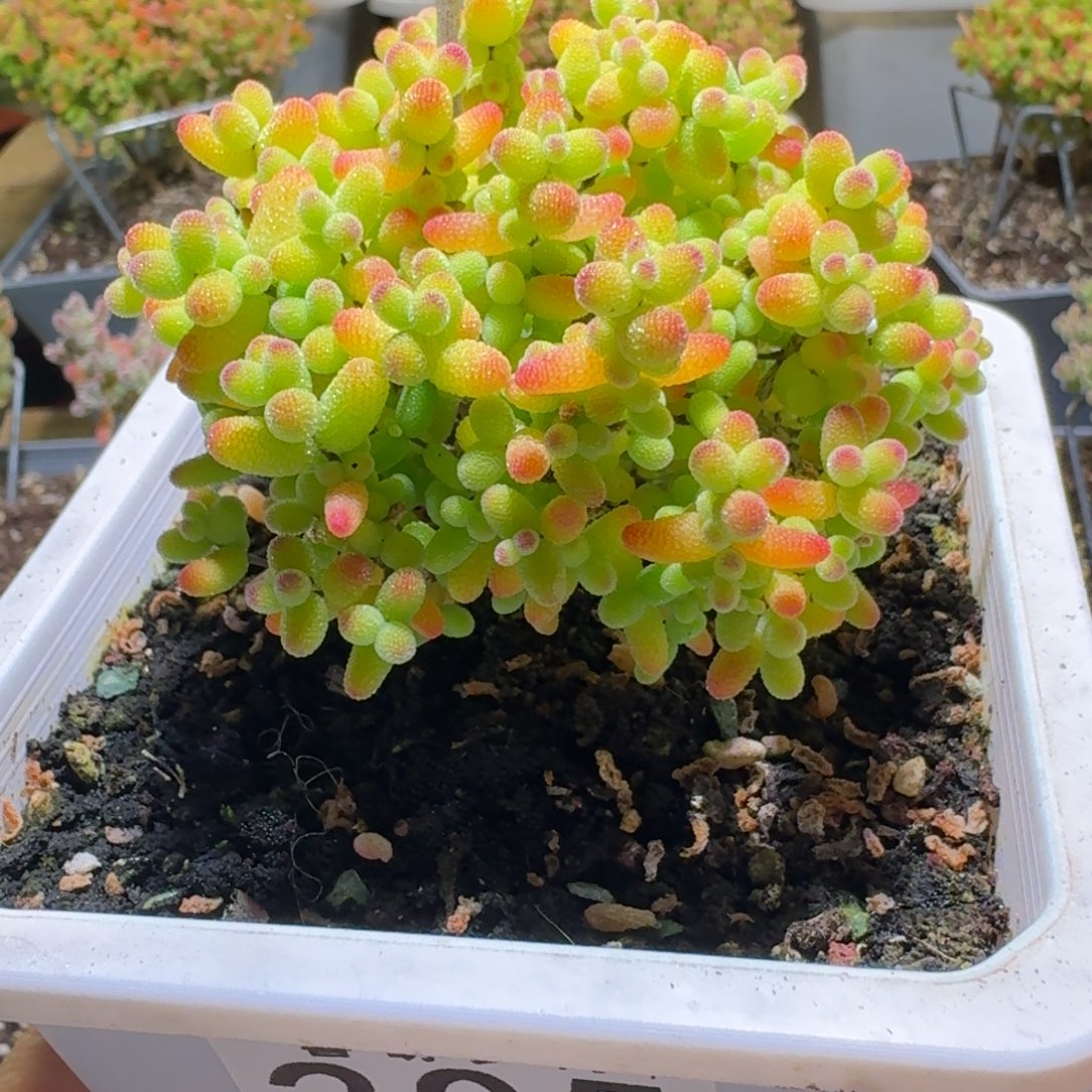 金桔糖球枝干番杏205