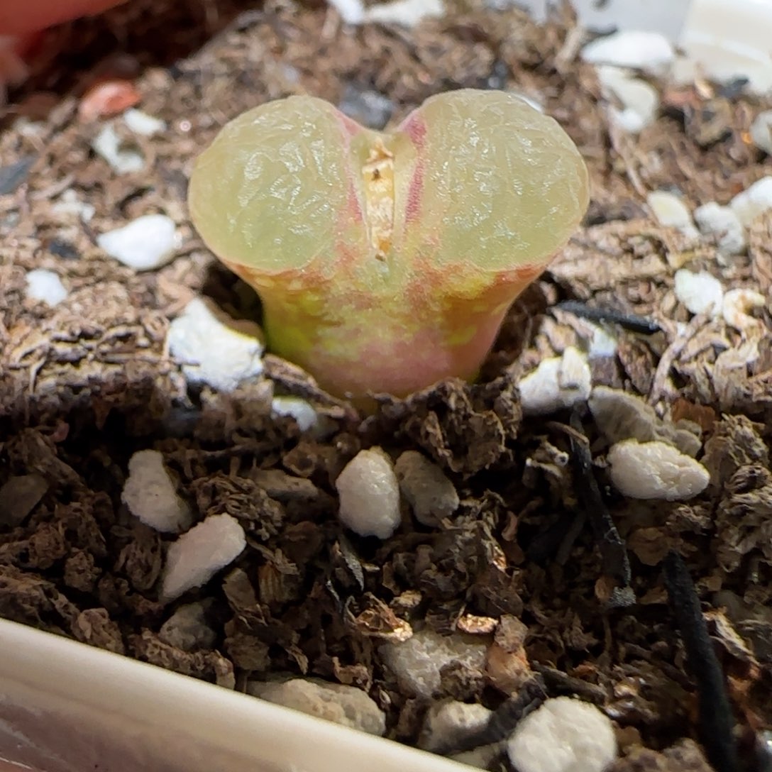 肉锥多肉植物百科-粉樱1275