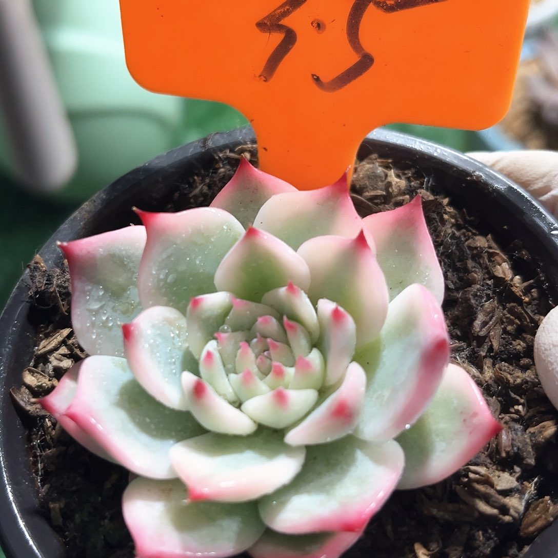 娃娃锦35号码牌子的话题了