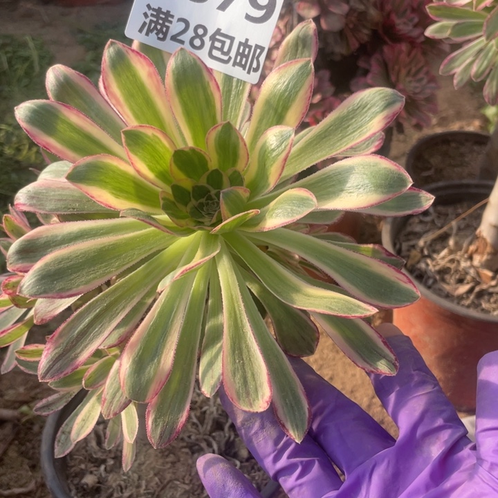 1879二号棚V仅仅多肉植物B