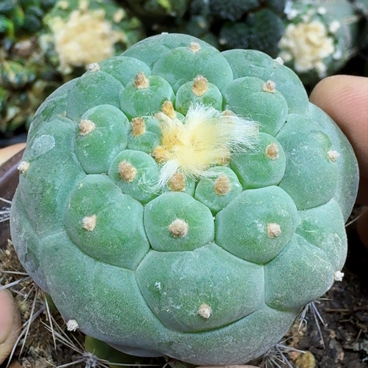 福利苗接大尤496